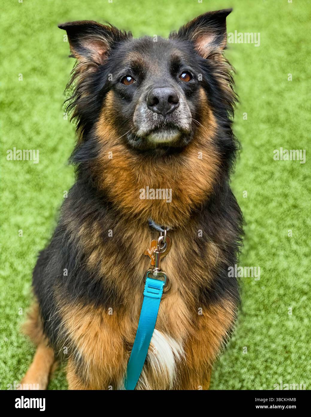 San Francisco, California, Stati Uniti – 3 aprile 2025: Un cane nero dai capelli lunghi e abbronzante è in allerta sul prato verde in un rifugio pubblico per animali. Foto Stock