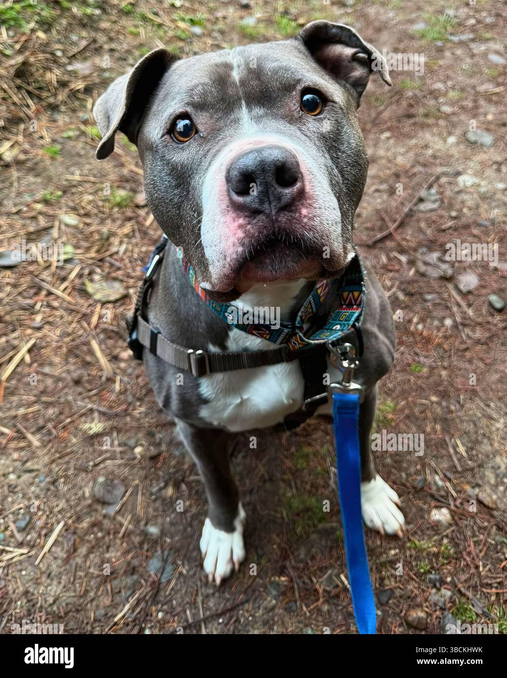 San Francisco, California, Stati Uniti – 4 aprile 2025: Un pitbull grigio con un guinzaglio blu siede tranquillamente su un sentiero sterrato in un rifugio pubblico per animali. Foto Stock