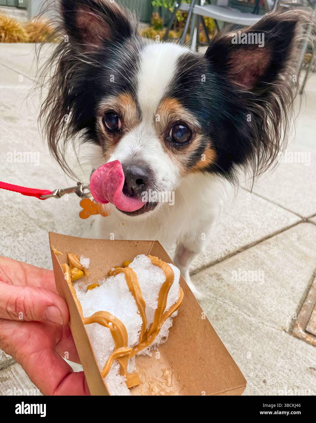 San Francisco, California, Stati Uniti – 9 aprile 2025: Un cane Papillon lecca la cima da un vassoio durante l'arricchimento all'aperto in un evento di rifugio Foto Stock