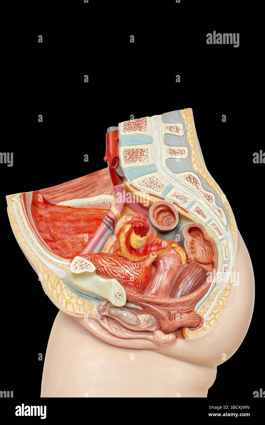 Interni organi femmina dell'addome inferiore del modello isolato su sfondo nero Foto Stock