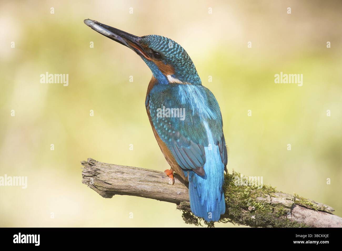 Kingfisher con un pesce Foto Stock