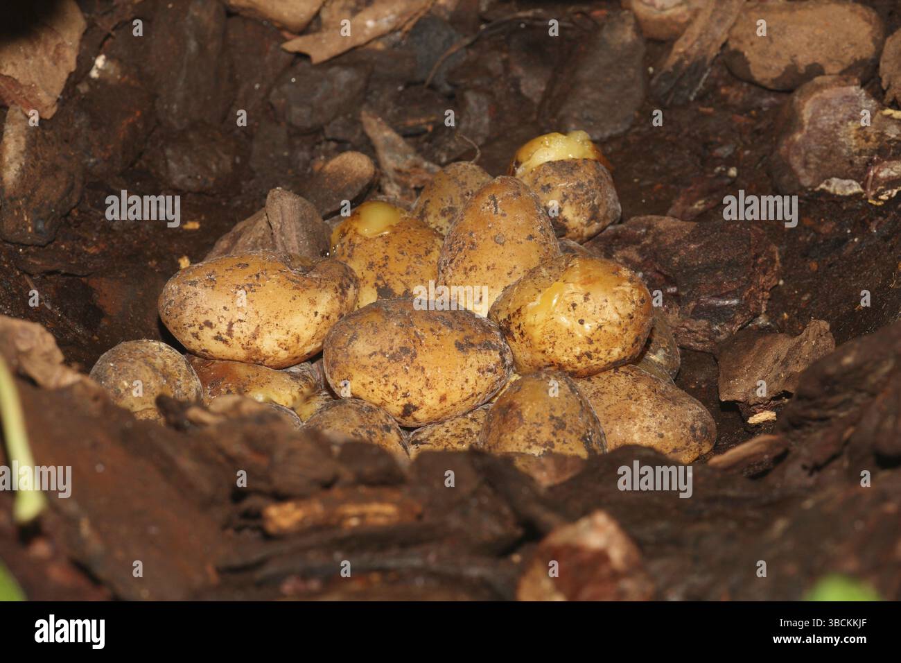 Pitone diamante, nido con uova (Morelia spilota spilota) (Morelia argus) (Python spilotes variegatus) Foto Stock