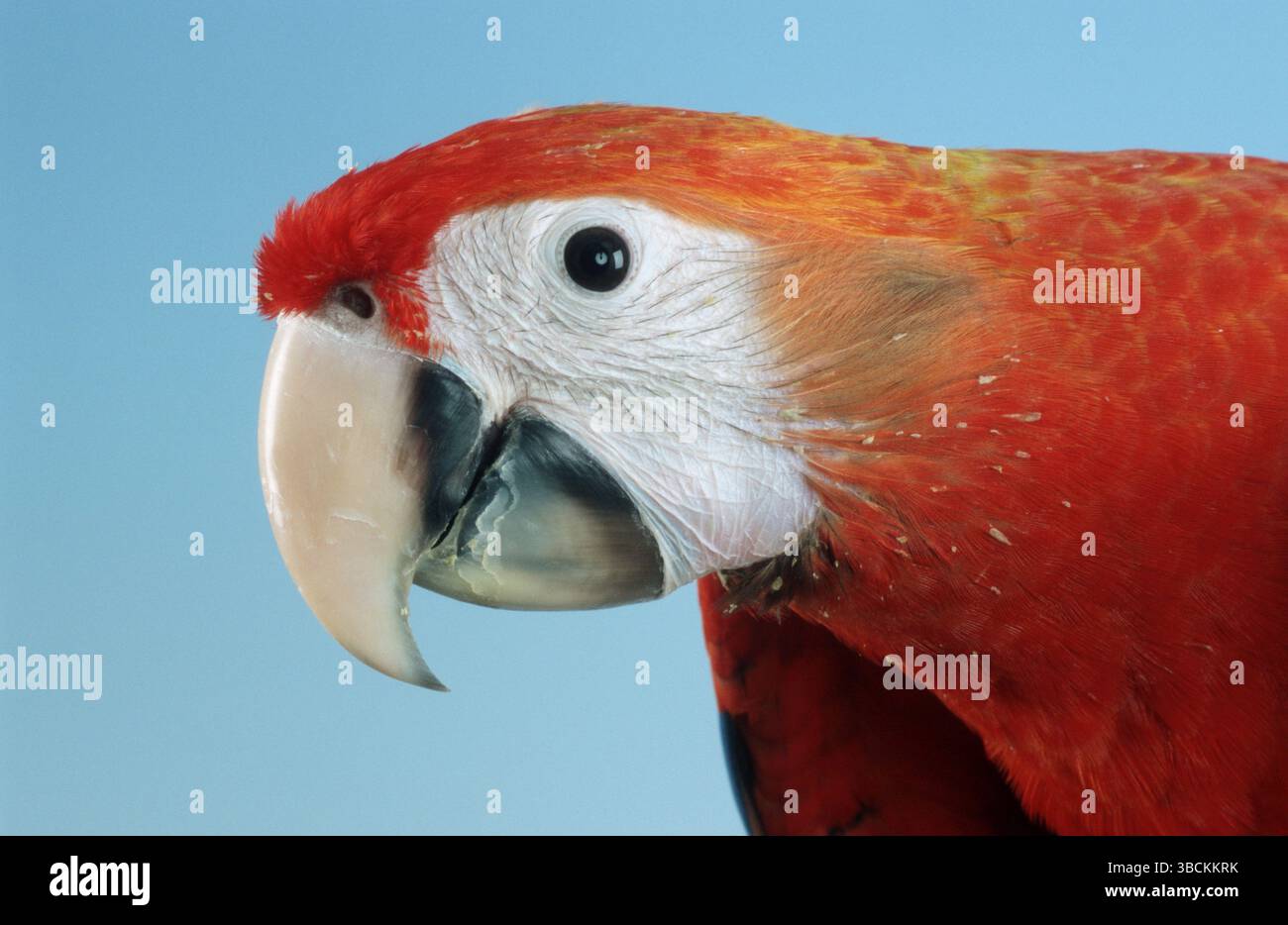 Scarlet Macaw (Ara macao), Macao rosso chiaro, interno, studio Foto Stock