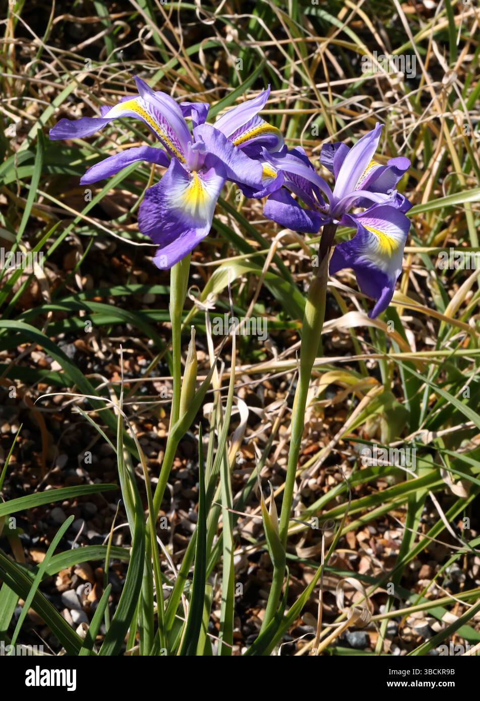 Iris afghani, Iris cycloglossa, Iridaceae. Afghanistan. Iris cycloglossa (a volte conosciuta come Iris afghani) è una specie del genere Iris, nel Foto Stock