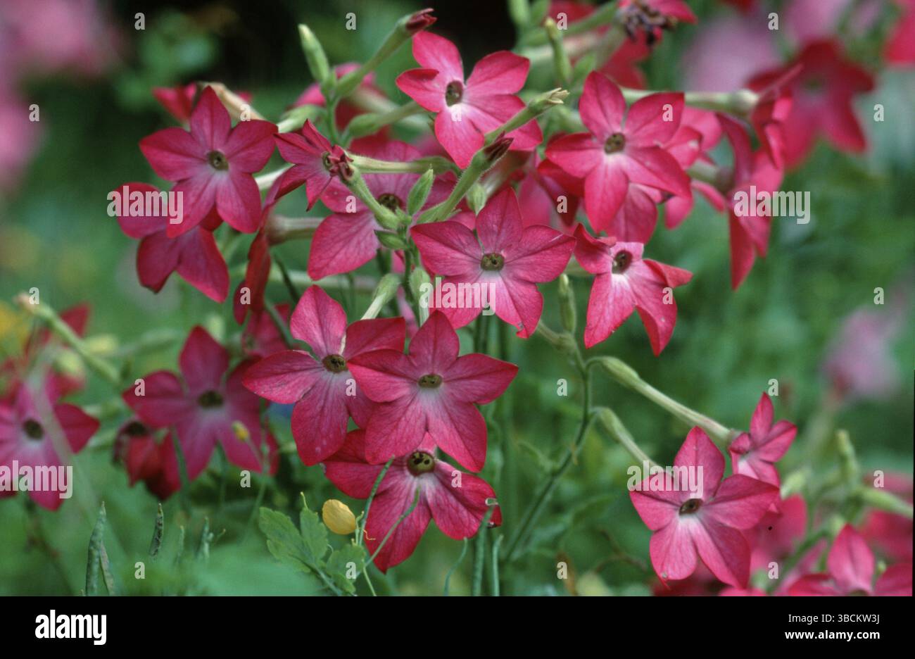 Tobac (Nicotiana alata x forgetiana) Foto Stock