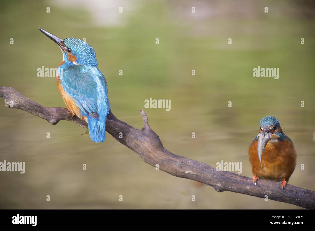 Due kingfisher Foto Stock