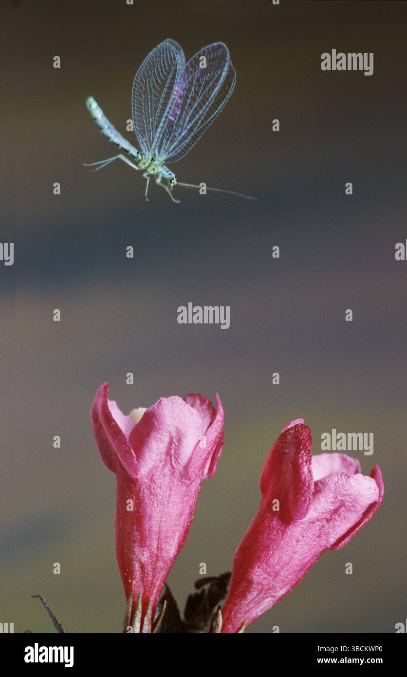 Perly Green Lacewing (Chrysopa perla), lacca perlata, staccabile Foto Stock