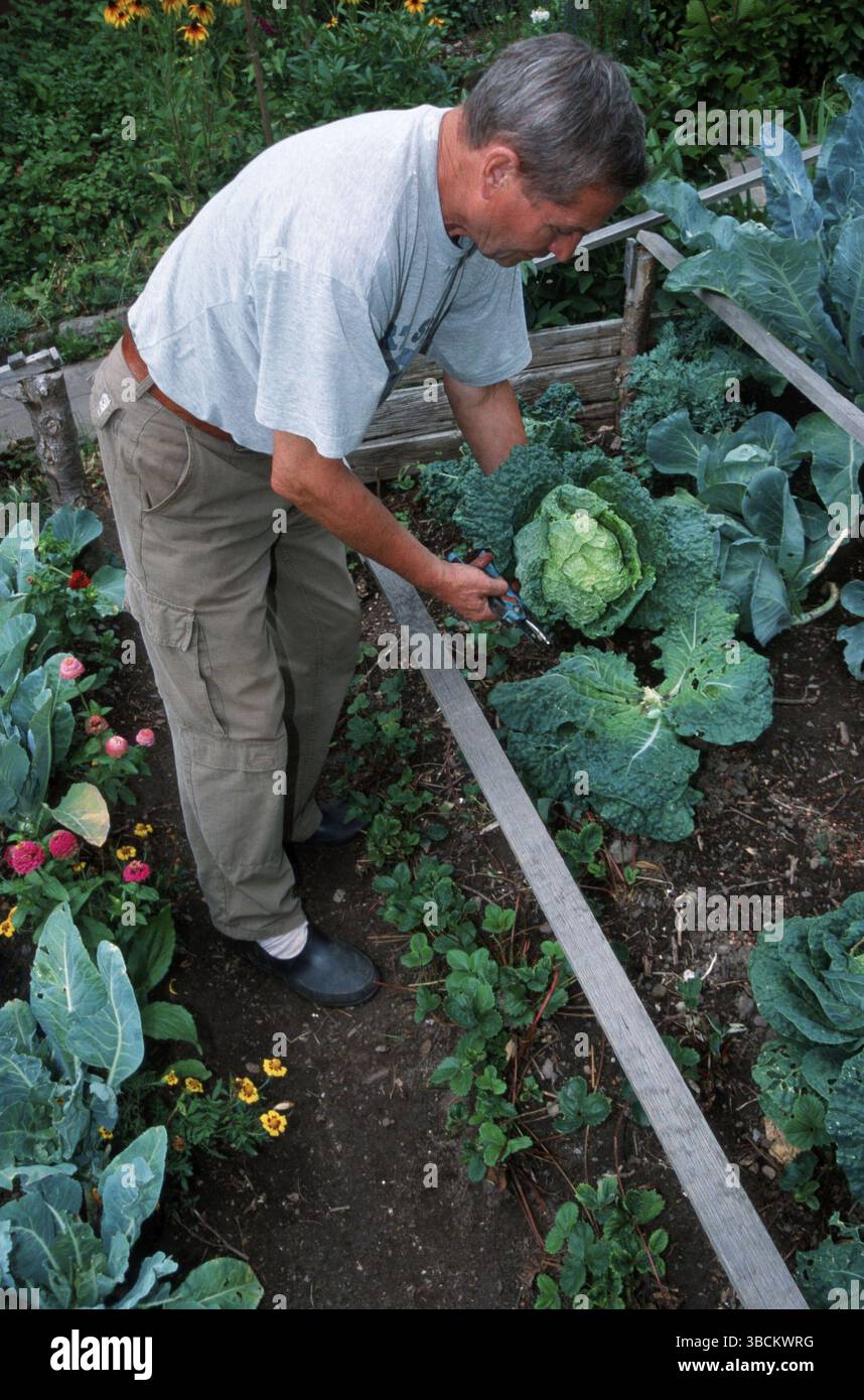Uomo che vende il cavolo vegetale (Brassica oleracea var. sabauda), verdure Foto Stock