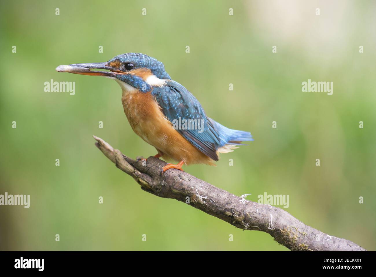 Martin pescatore Foto Stock