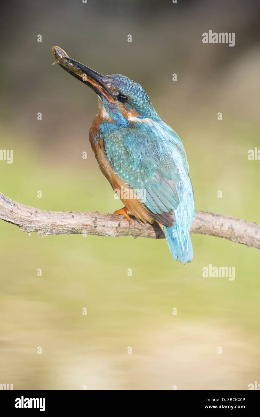 Kingfisher con un pesce Foto Stock