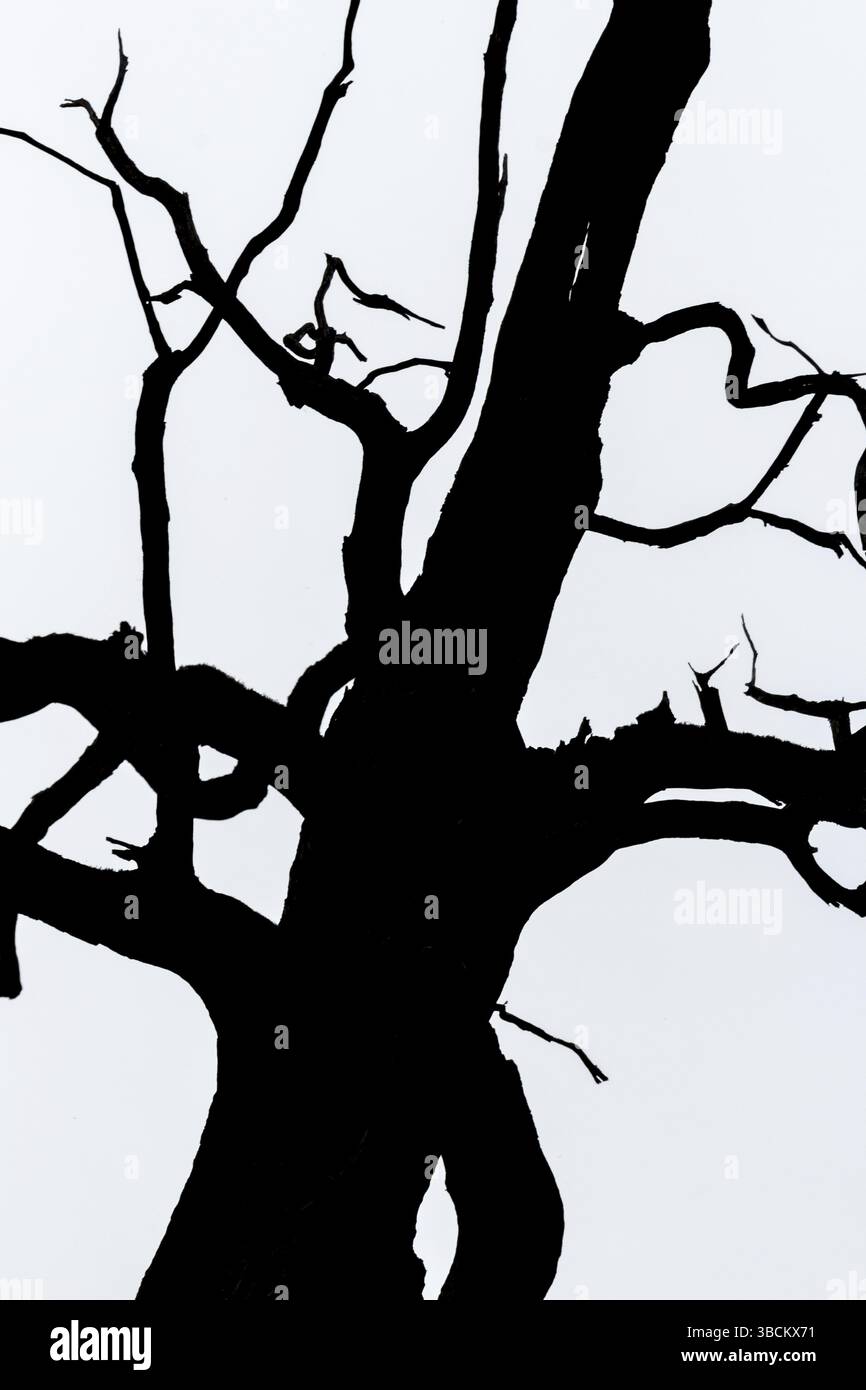 Sagoma in bianco e nero della vista di dettaglio dell'albero Foto Stock