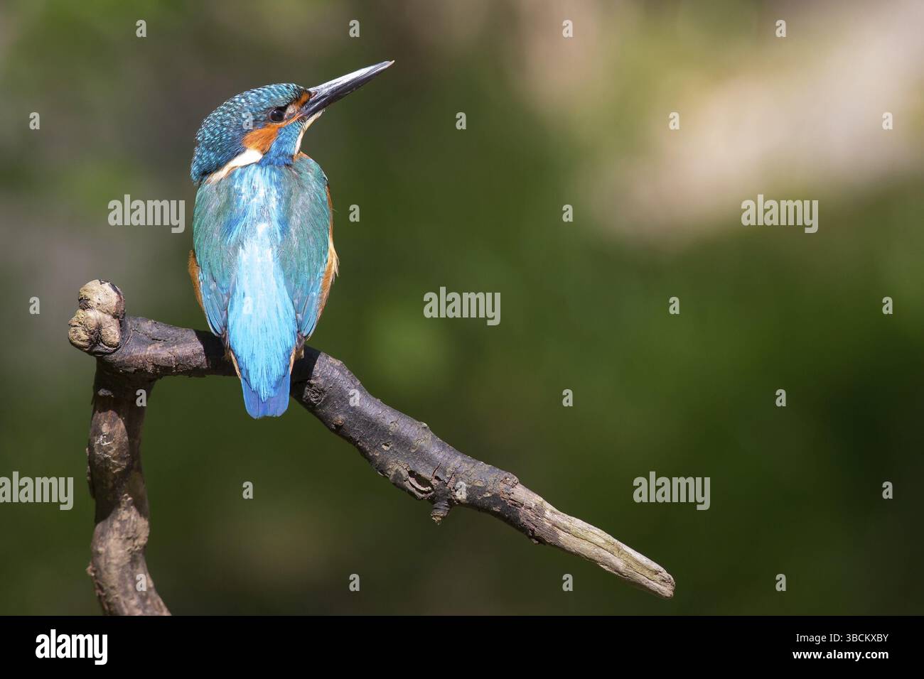 Martin pescatore Foto Stock