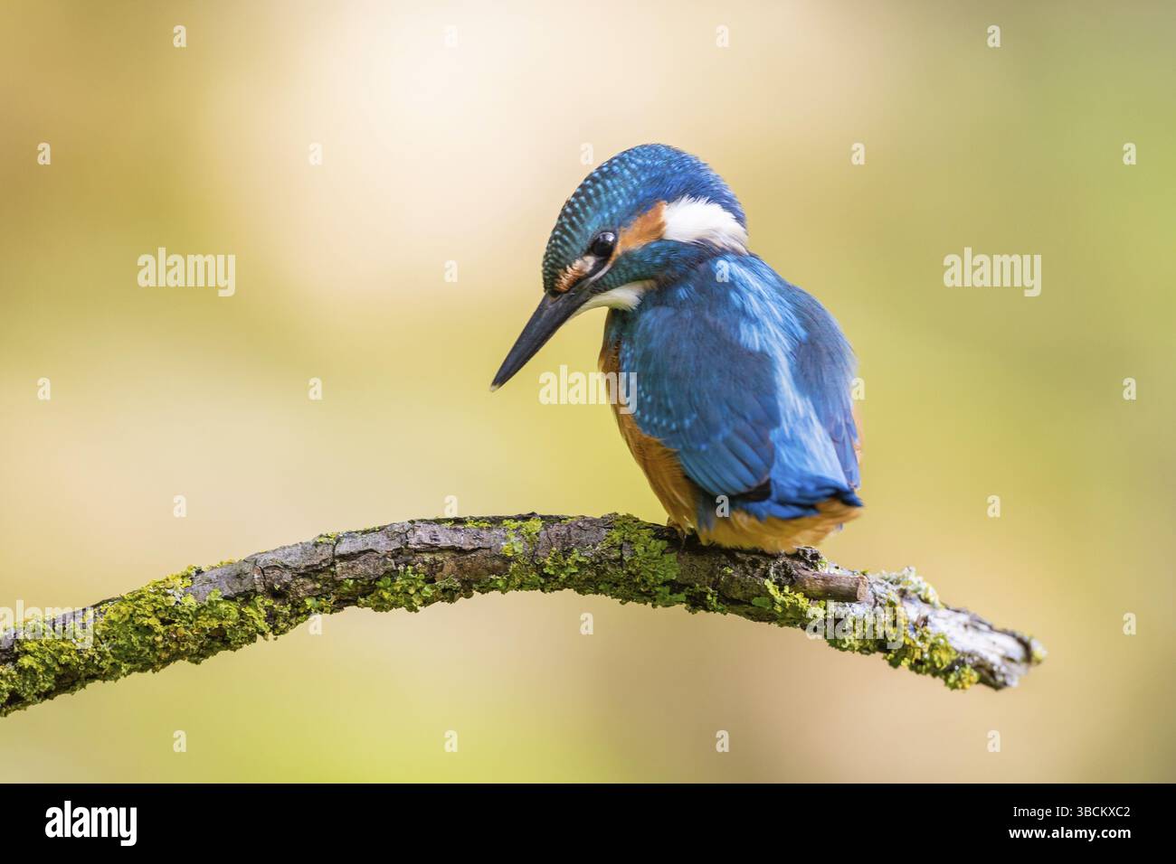 kingfisher con un pesce nel becco Foto Stock
