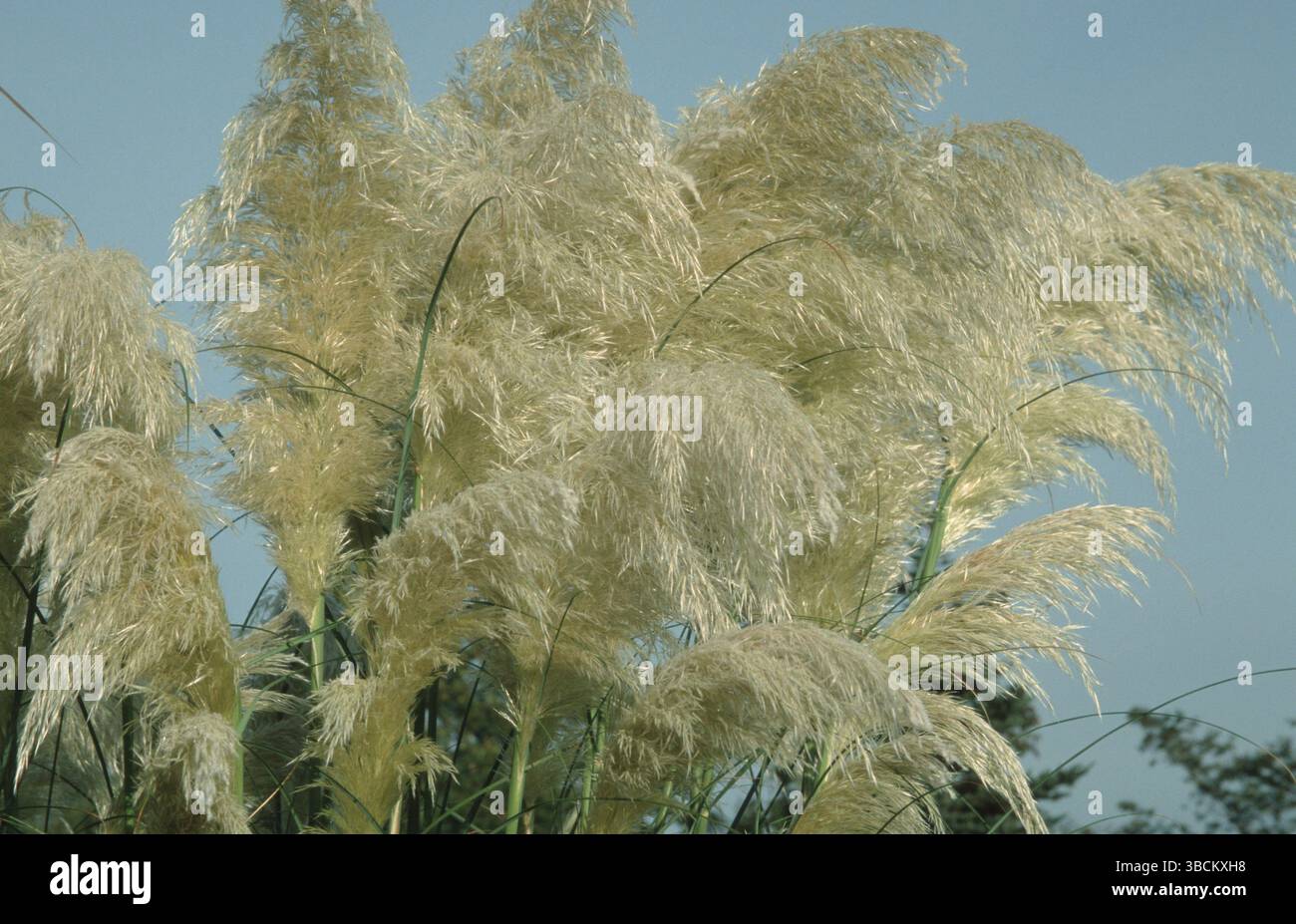 Pampa erba (Cortaderia selloana) Foto Stock