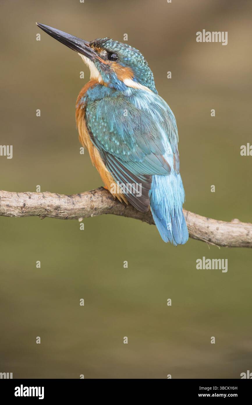 Kingfisher Foto Stock