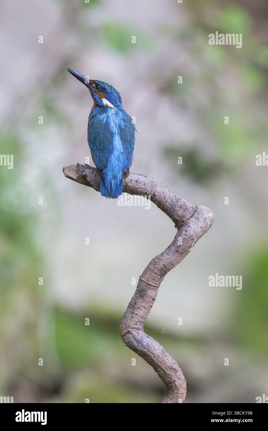 Kingfisher Foto Stock