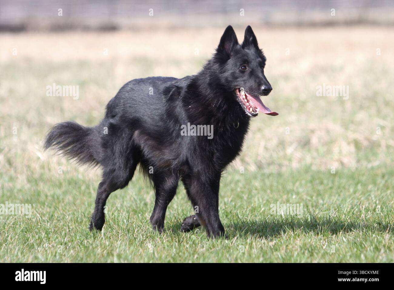 Groenendael, cane pastore belga Foto Stock