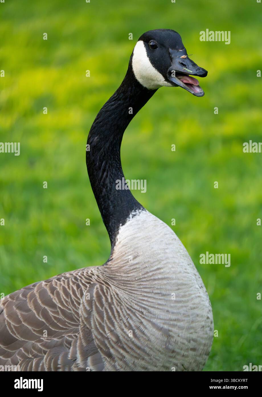 Un'oca canadese irata (Branta canadensis) alza un avvertimento nel Beacon Hill Park a Victoria, Columbia Britannica, Canada. Foto Stock