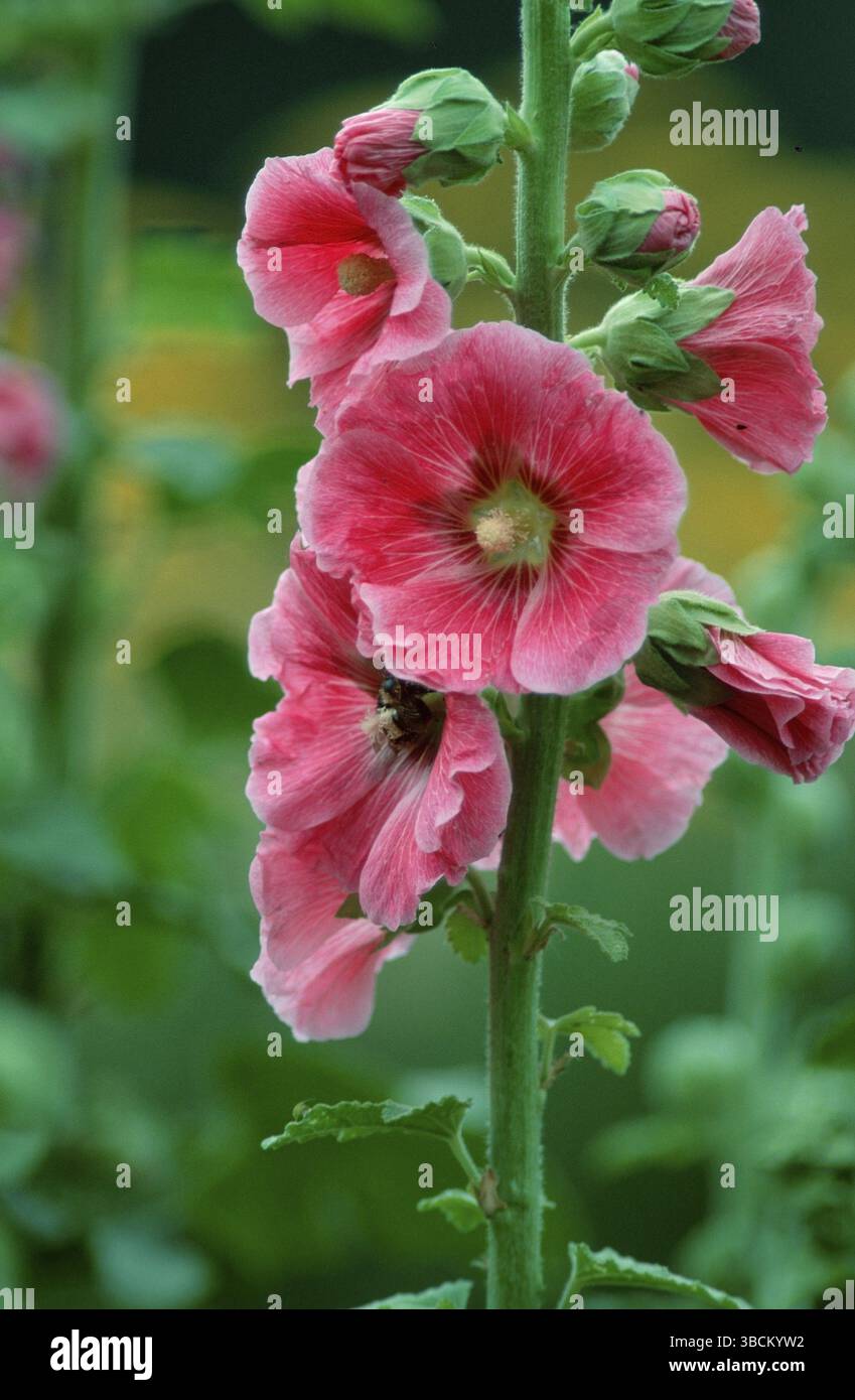 Hollyhock (Alcea rosea hybride) (Althaea rosea hybride) Foto Stock
