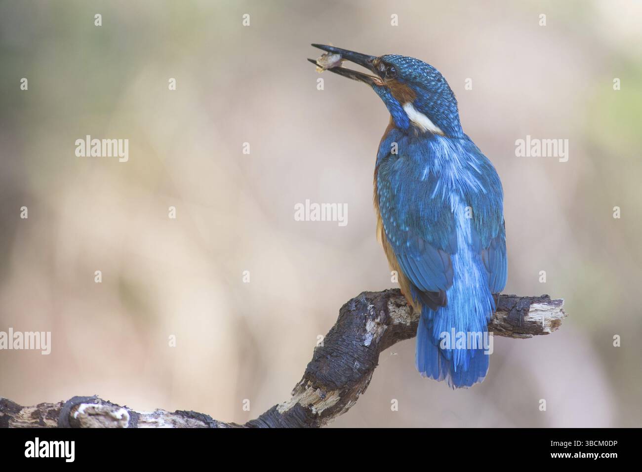 Kingfisher con un pesce Foto Stock