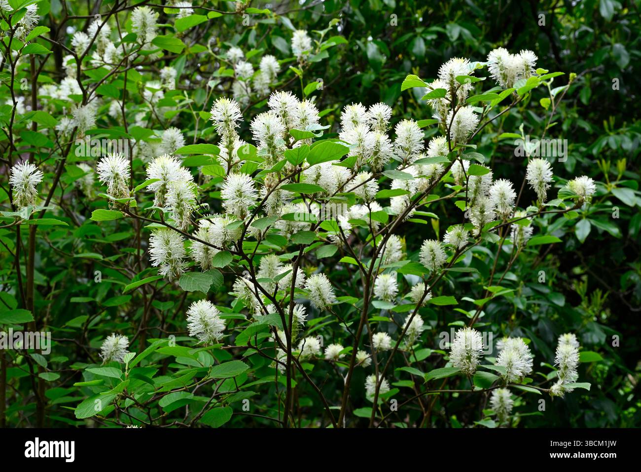 Soffici fiori primaverili bianchi di ontana strega di montagna, Fothergilla Major, Regno Unito giardino maggio Foto Stock