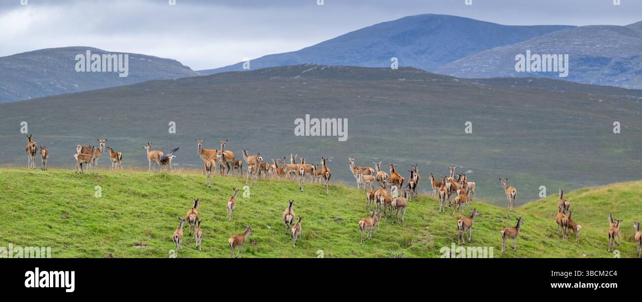 Grande mandria di cervi rossi in terreni agricoli ad Altnaharra, nelle Highlands scozzesi, Scozia, Regno Unito. Foto Stock