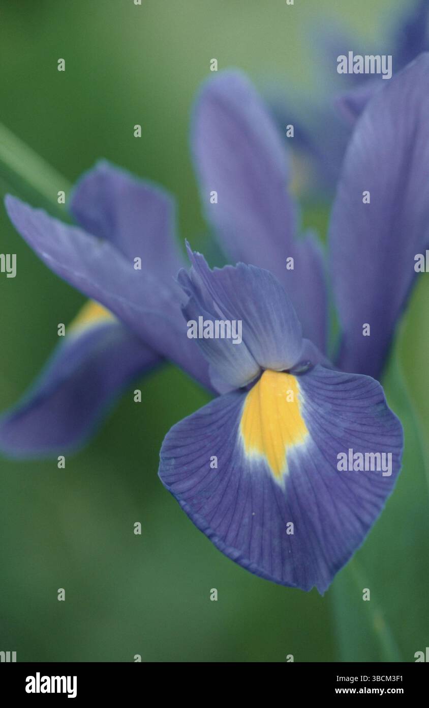 Iris (Iris) Foto Stock