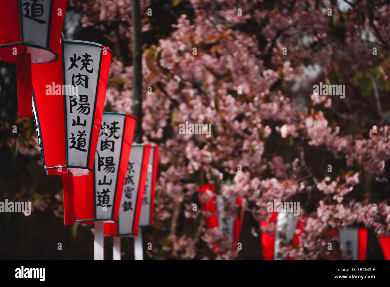 Lanterne rosse e bianche decorano il festival dei fiori sakura durante Hanami nel Parco Ueno Foto Stock