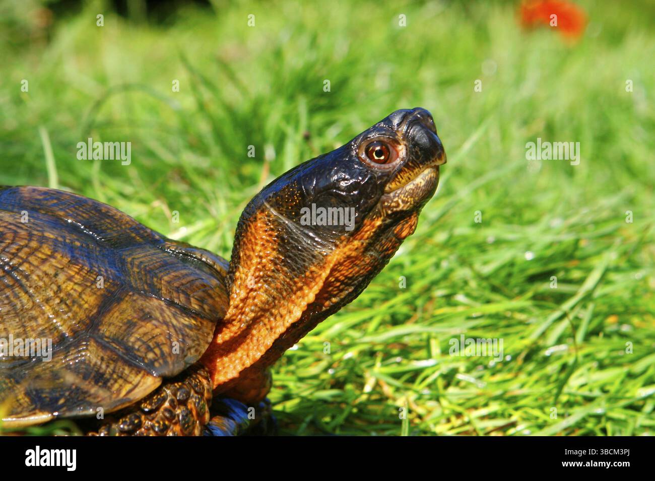 Tartaruga di legno (Glyptemys insculpta) (Clemmys insculpta) Foto Stock