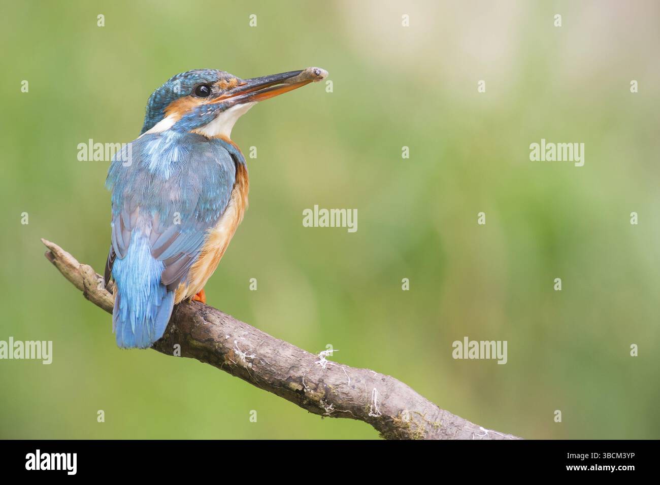 KingFisher con un piccolo pesce nel becco Foto Stock