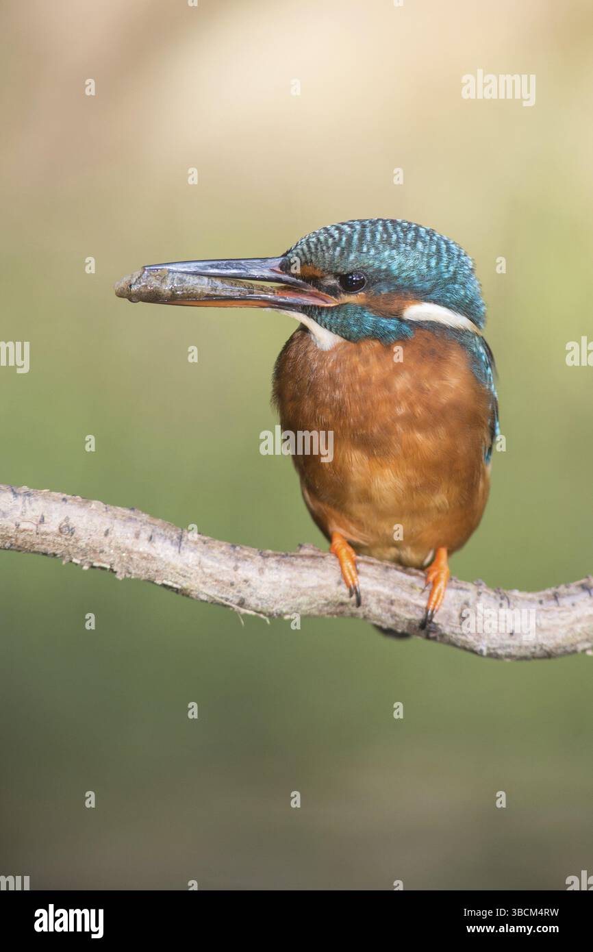 Kingfisher con un pesce Foto Stock