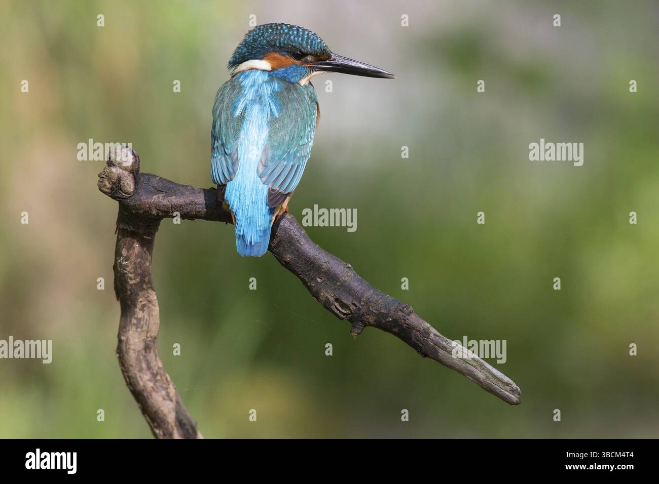 Martin pescatore Foto Stock