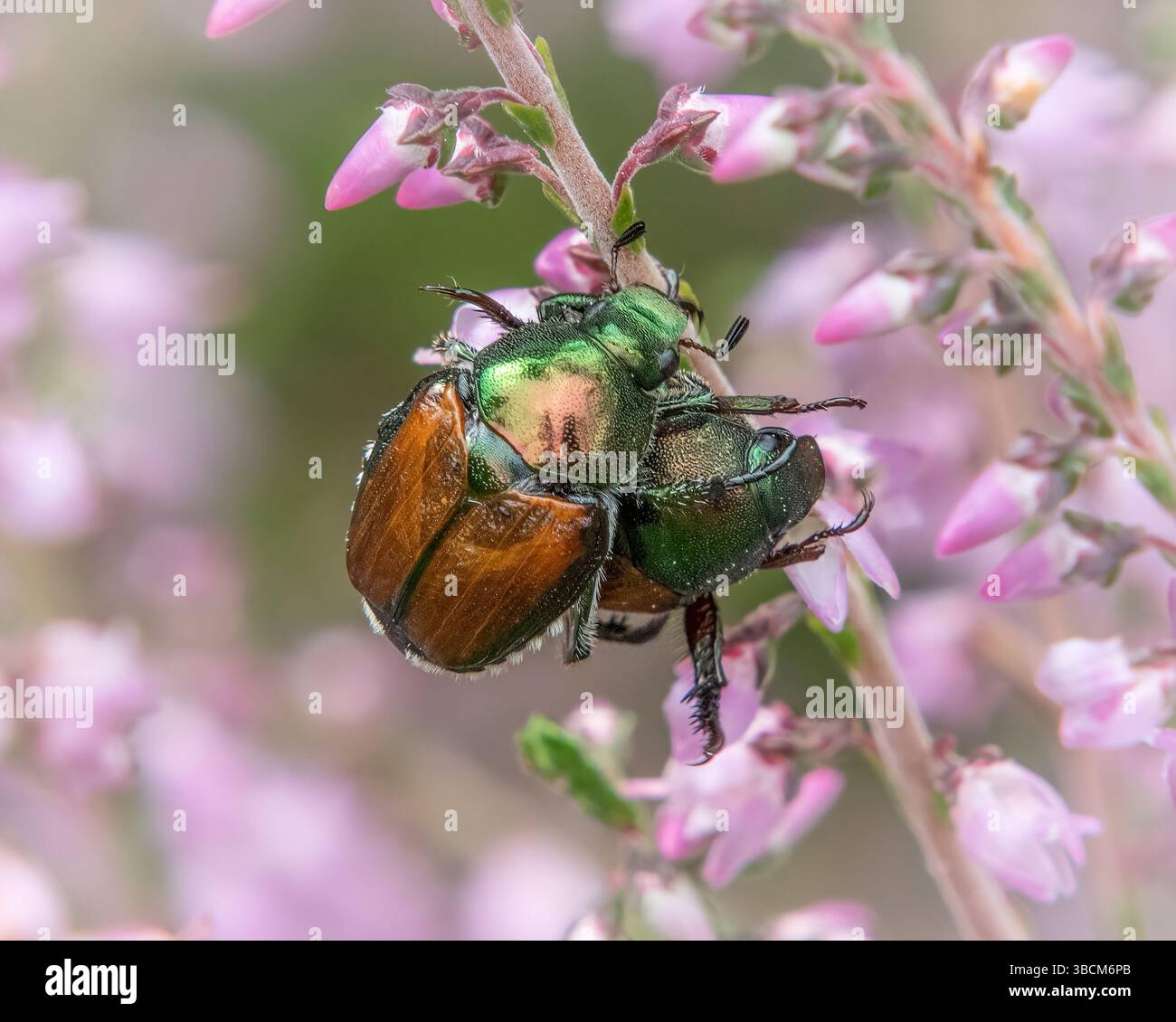 Beetles giapponesi che si accoppiano a Goldavitz Bog, Marion, Massachusetts Foto Stock