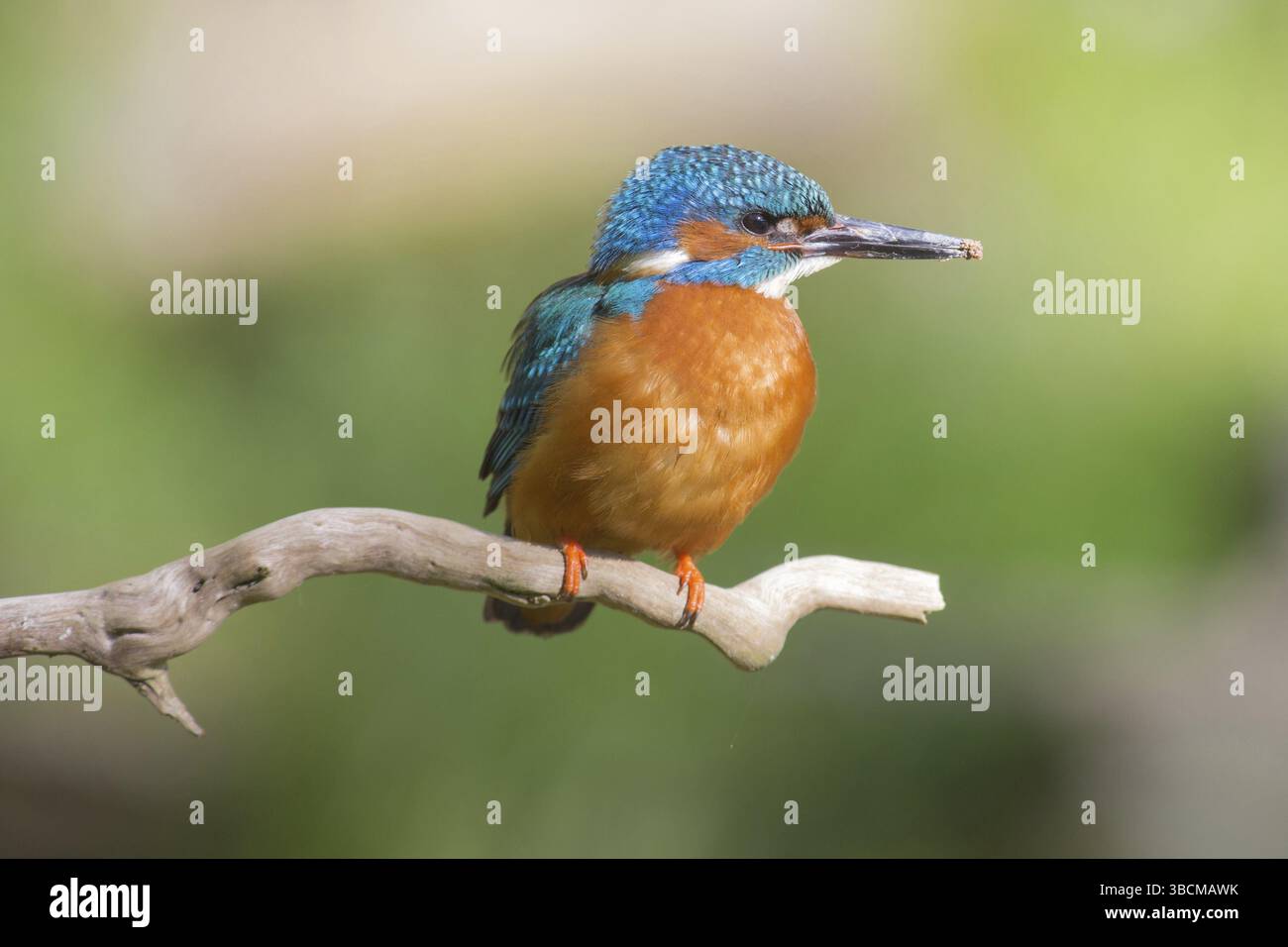 Martin pescatore Foto Stock