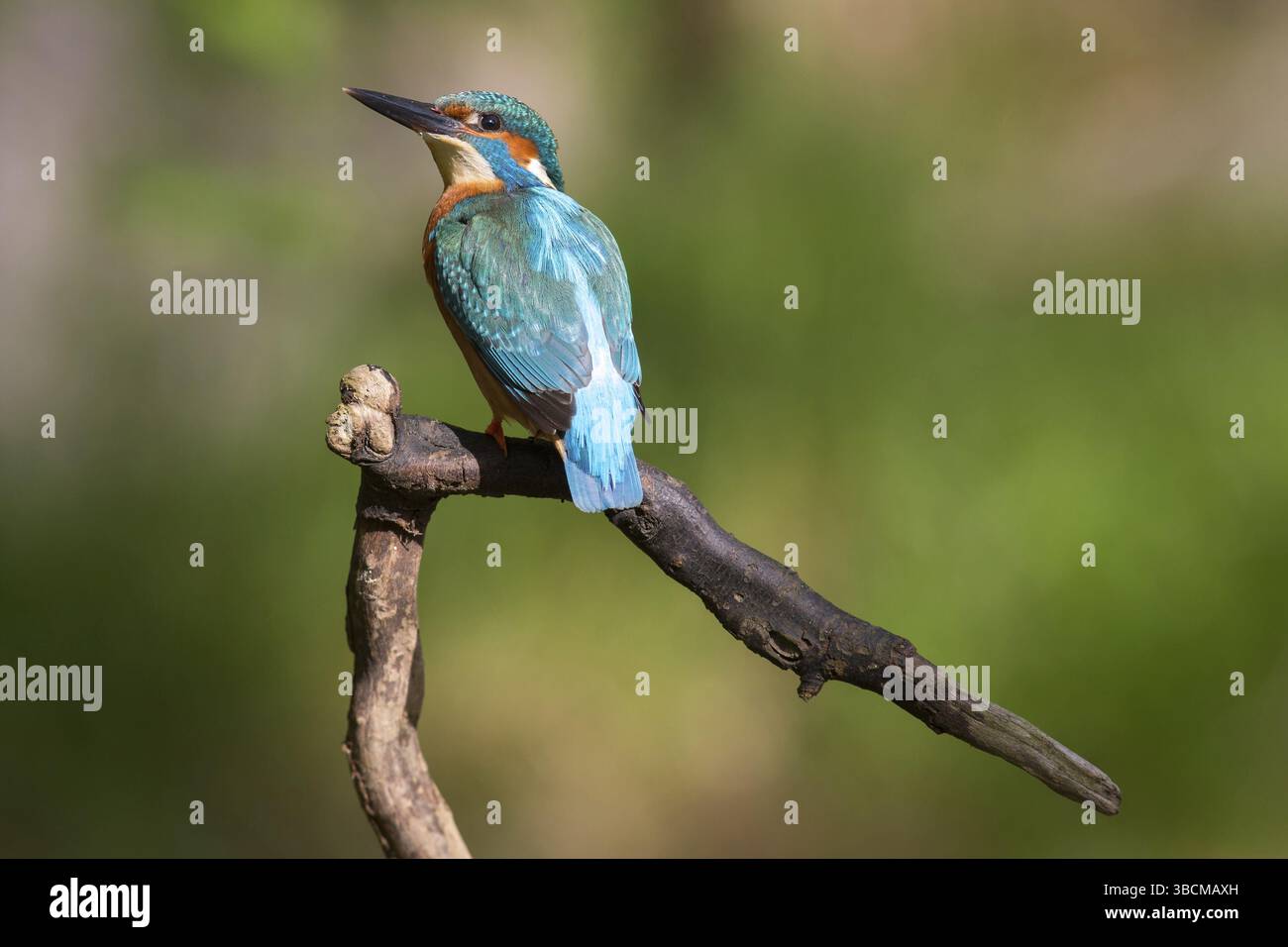 Martin pescatore Foto Stock