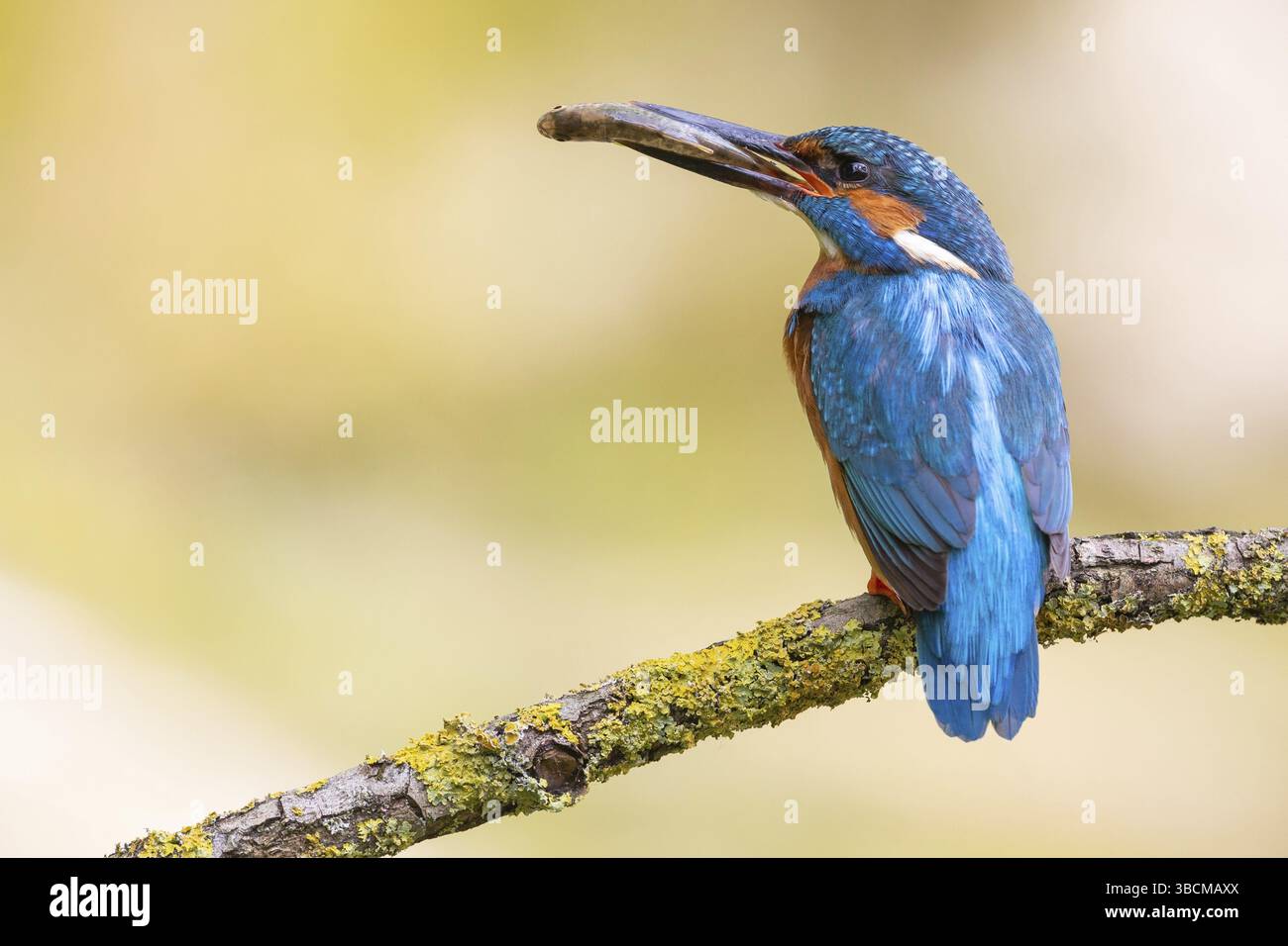 kingfisher con un pesce nel becco Foto Stock