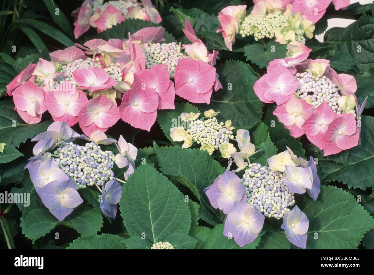 Hortensia (Hydrangea macrophylla) Foto Stock
