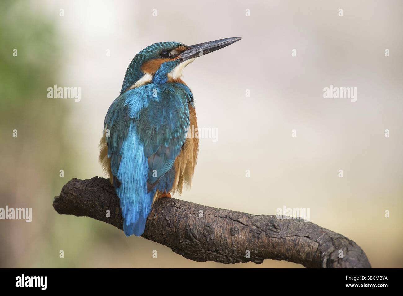 Kingfisher appollaia Foto Stock