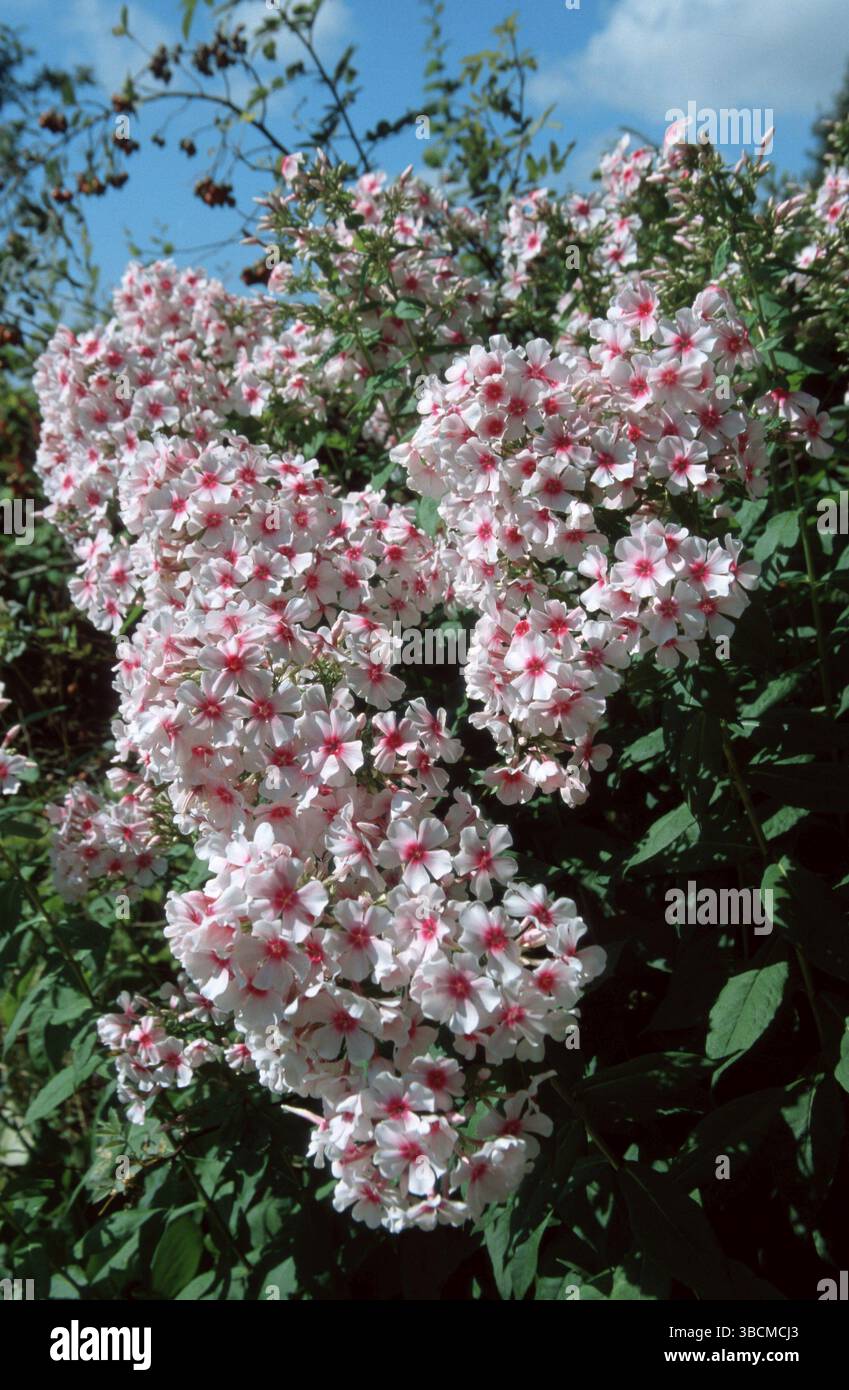 Phlox (Phlox paniculata ibride), fiore di fiamma "Kirmeslaendler", fiori, piante da giardino Himmelsleitergewaechse, Jakobsleitergewaechse, Polemoniaceae, Foto Stock