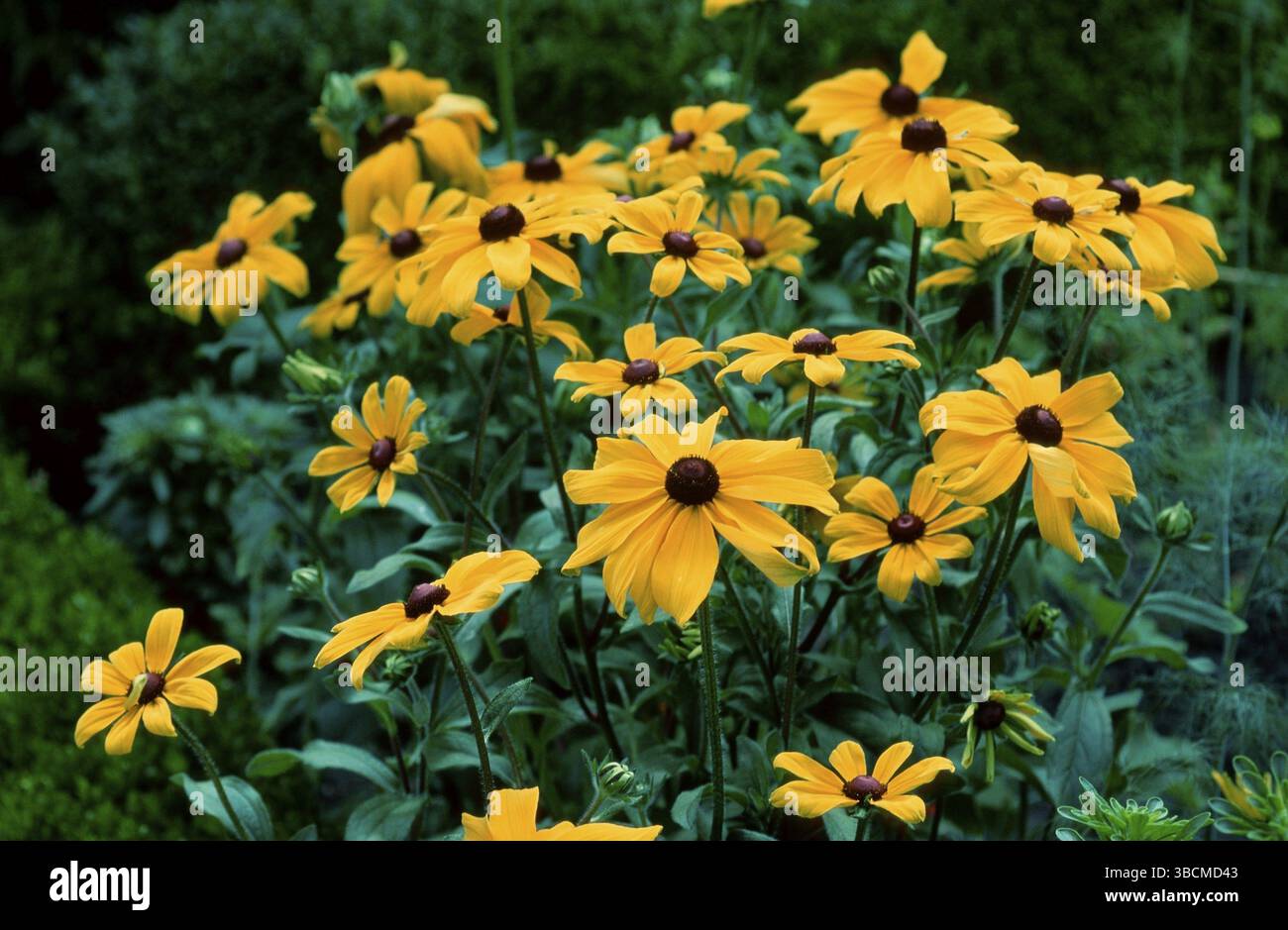 Susan "Goldsturm" dagli occhi neri (Rudbeckia fulgida) Foto Stock