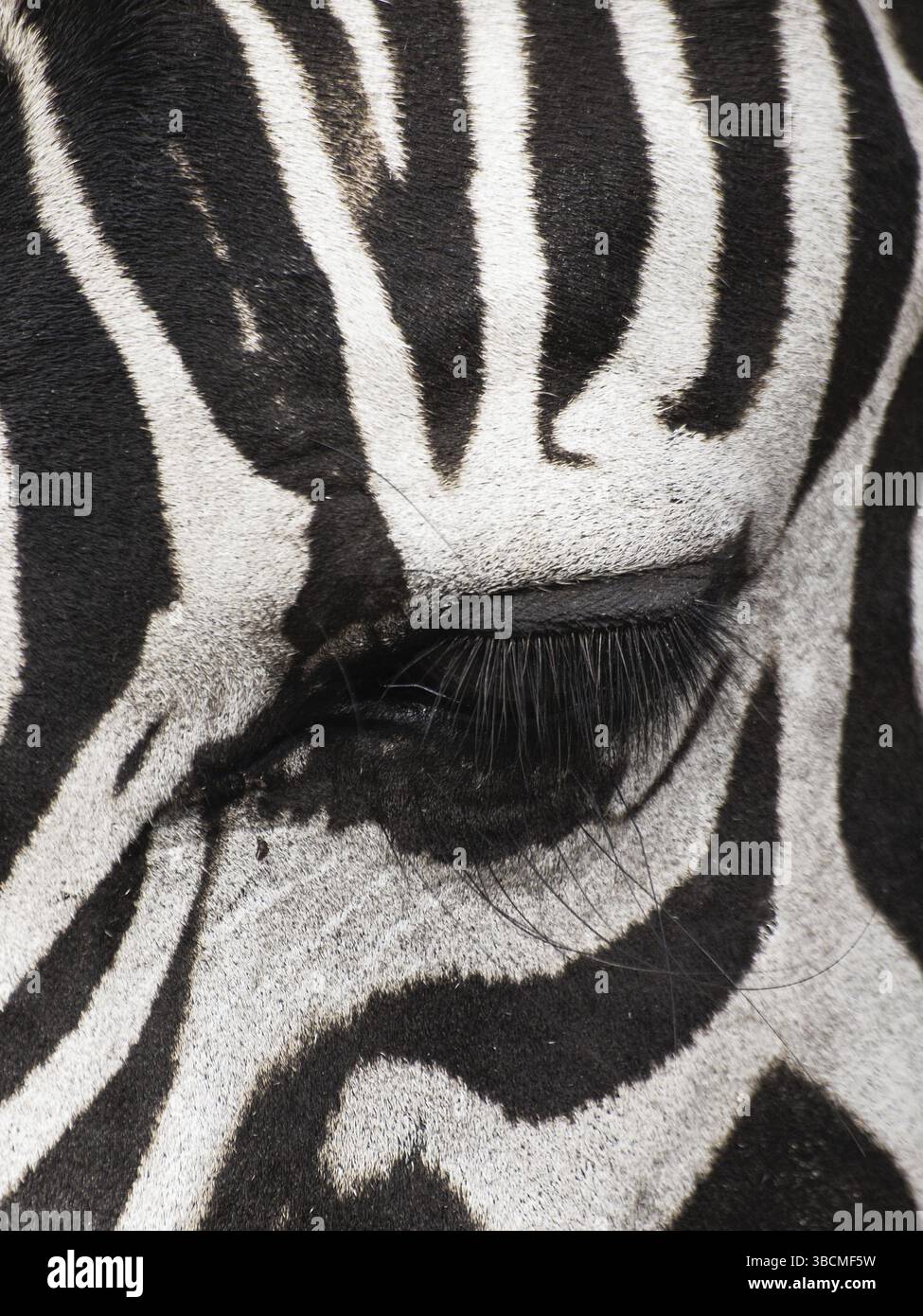 Immagine ravvicinata di un occhio di una zebra, disattivato lo stile di colore Foto Stock