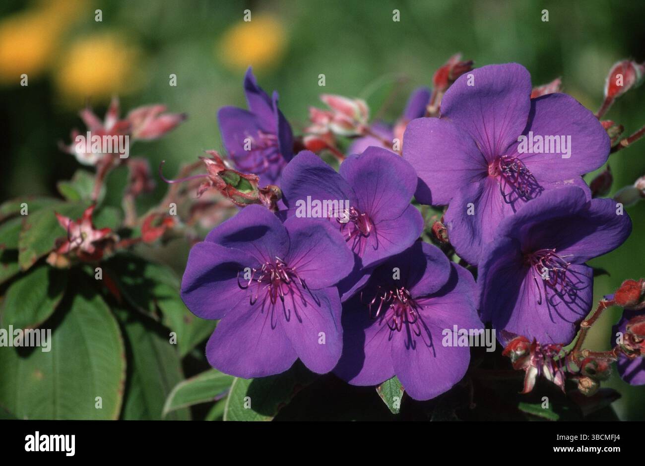 Principessa Fiore (Tibouchina urvilleana) (Tibouchina semidecandra), Fiore di Gloria Foto Stock