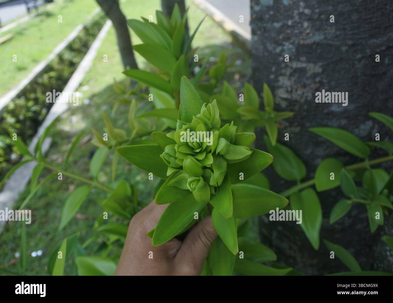 Questa pianta fiorita si chiama Bacopa caroliniana, una pianta che vive in acqua o in terreno bagnato, il colore dominante è verde, il suo aspetto è bello Foto Stock