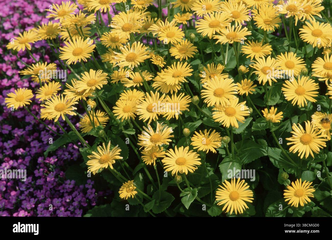 Bane del leopardo (Doronicum) (Fiori) (piante da giardino Compositae) (Compositae) (piante da fiore) (fioritura) (giallo) (paesaggio) (orizzontale Foto Stock