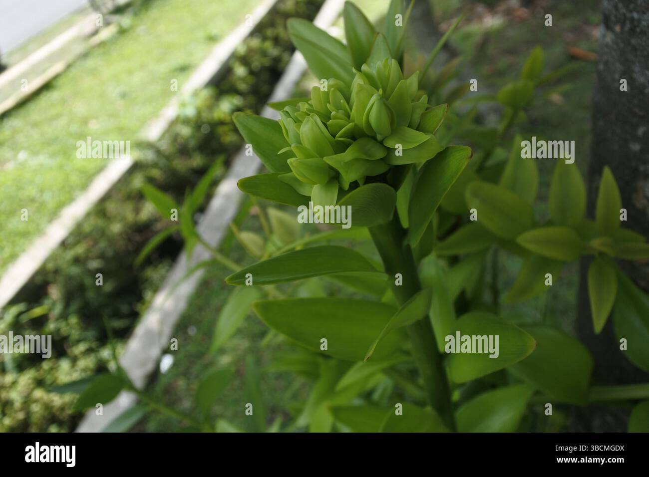 Questa pianta fiorita si chiama Bacopa caroliniana, una pianta che vive in acqua o in terreno bagnato, il colore dominante è verde, il suo aspetto è bello Foto Stock
