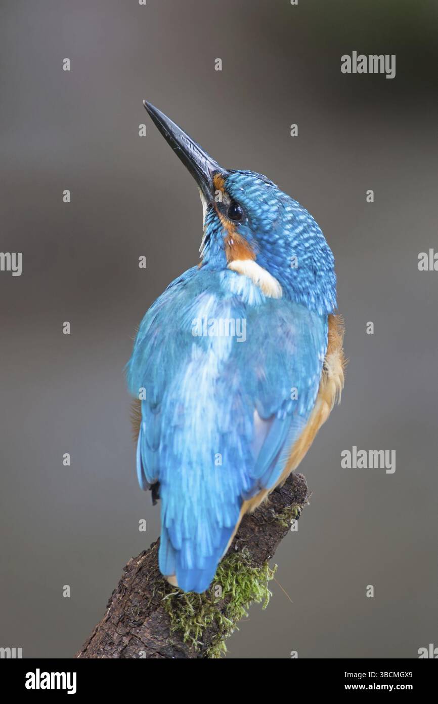 Kingfisher comune Foto Stock