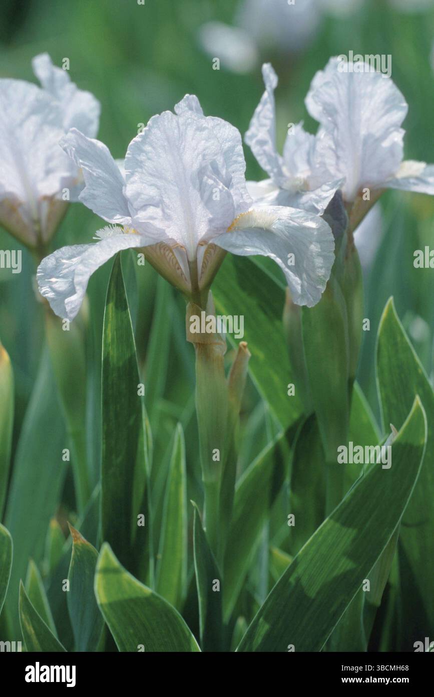 Iris nana "Biberach" (ibrido Iris barbata-nana) Foto Stock