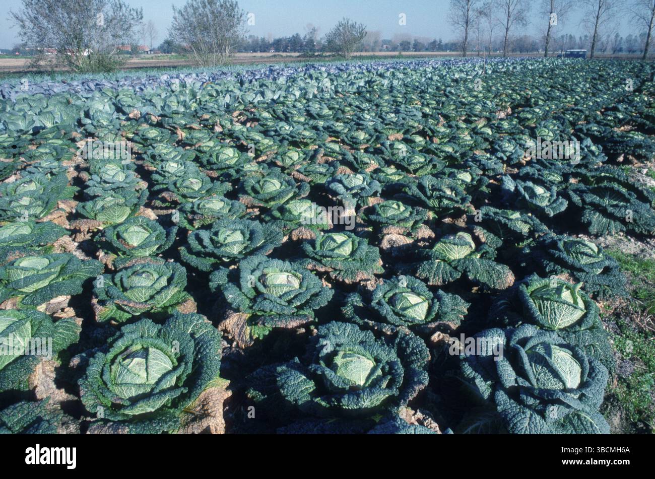 Savoy Cabbage Field, Belgio (Brassica oleracea var. sabauda) Foto Stock
