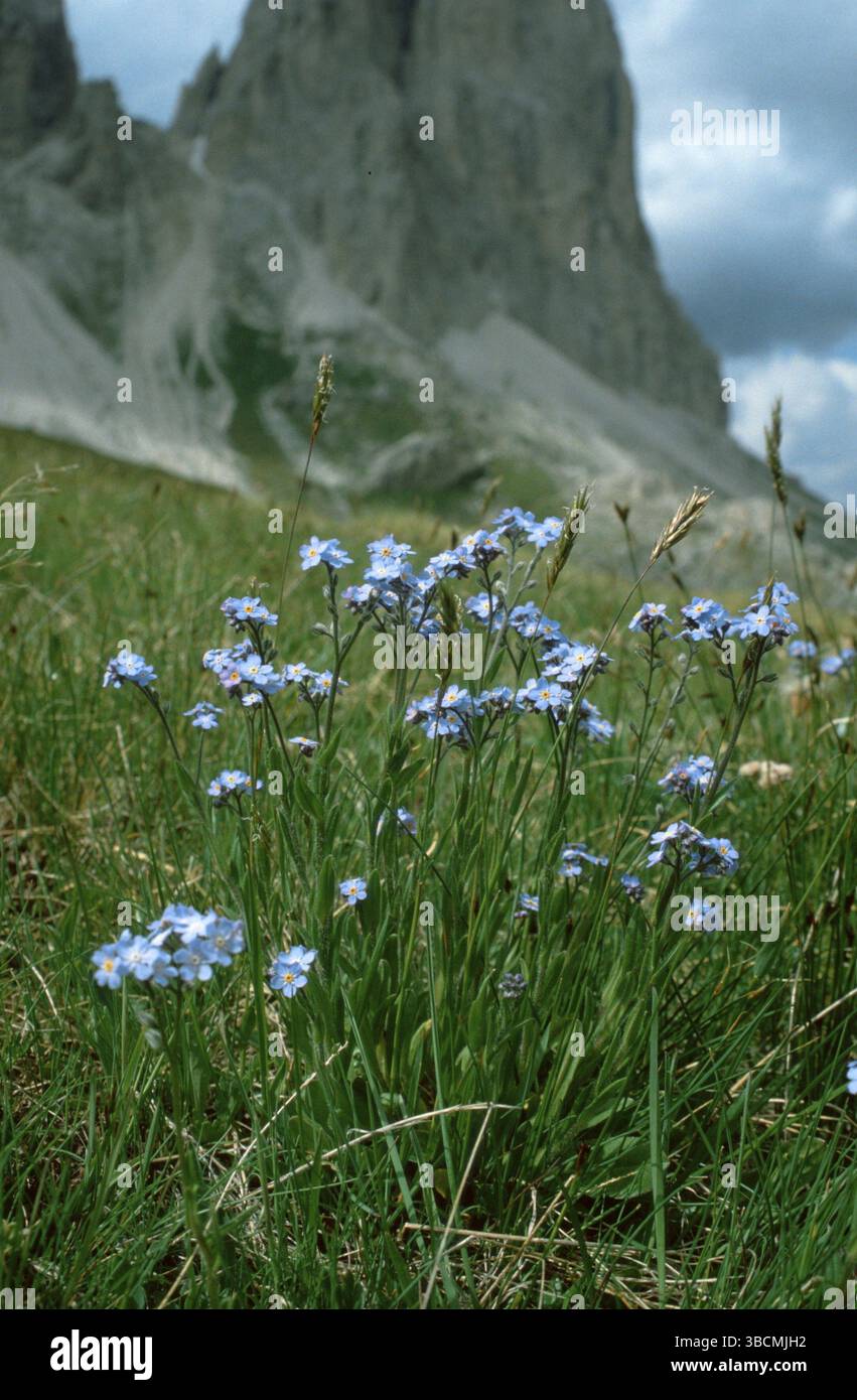 Alpino Forgetmenot, Dolomiti, Italia (Myosotis alpestris), Alpen-Vergissmeinnicht, Dolomiten, Italien, Europa, Europa, Blumen, fiori, Pflanzen, piano Foto Stock