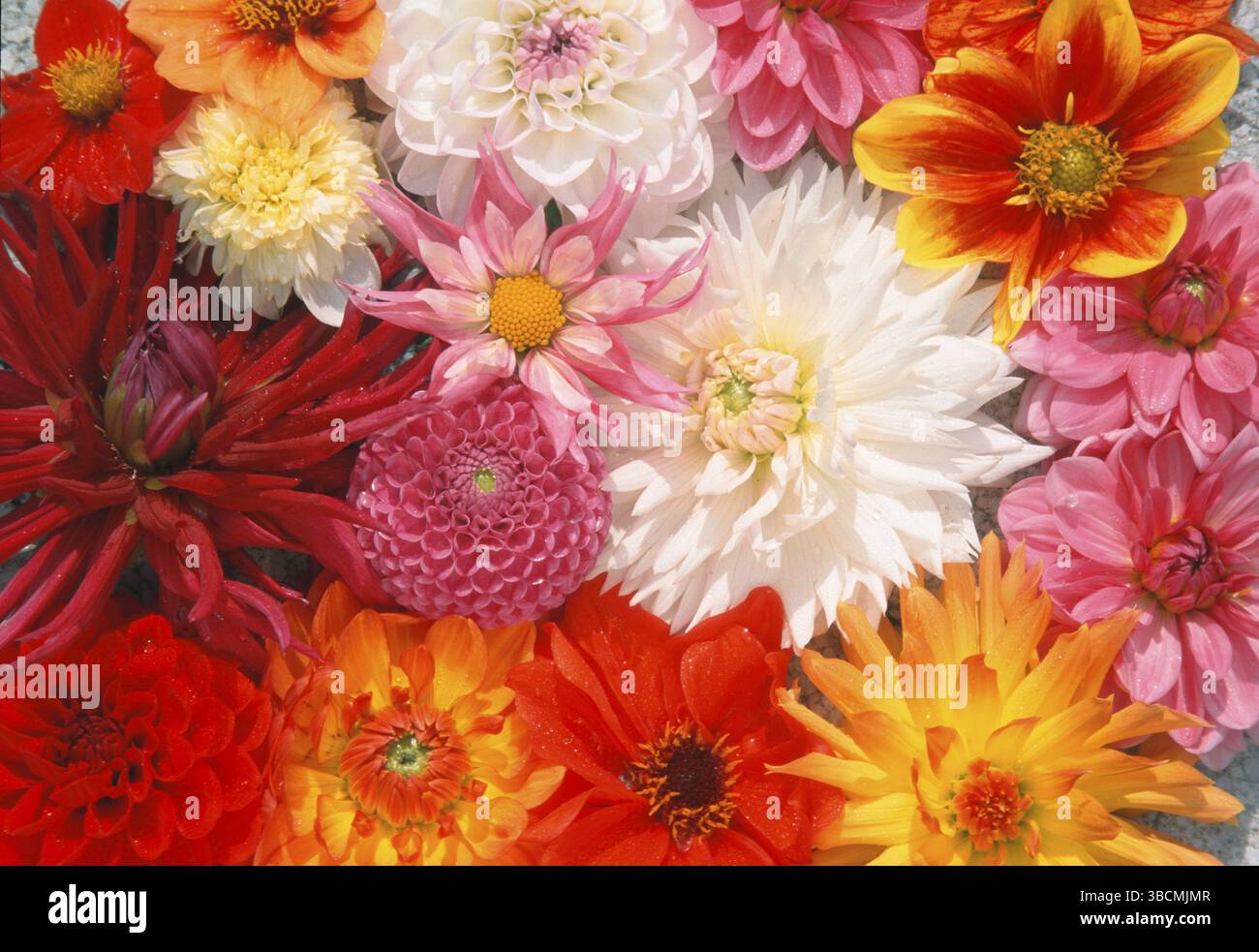Fiori di Dahlia (Dahlia ibrida) Foto Stock